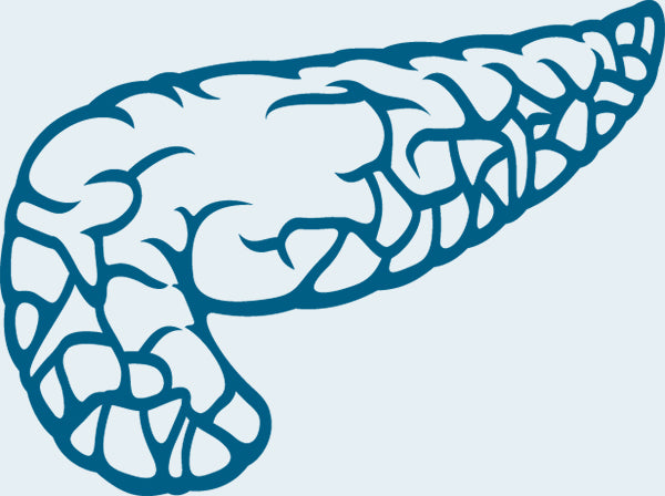 Pancreas | DAP